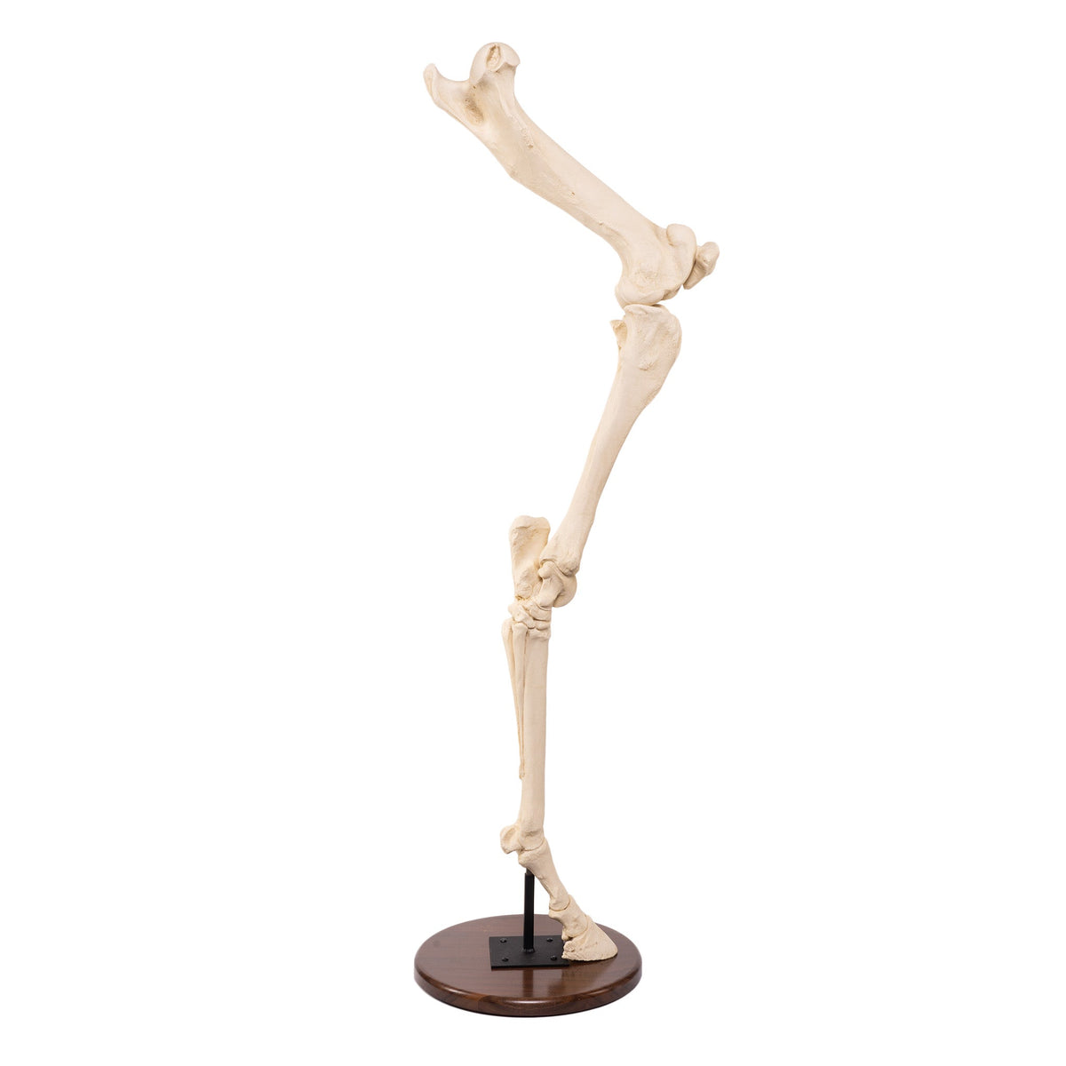 Skulls & Skeletons